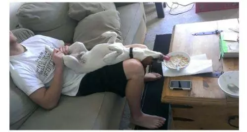 我家狗一點都不笨!只是把智商都用在了騙吃騙喝上