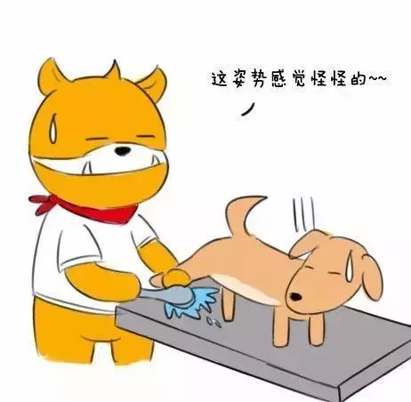 狗狗十分鐘洗澡秘訣:多一分則嫌長,少一分則嫌短