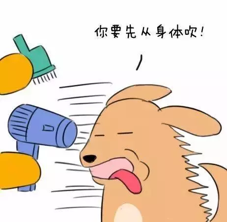 狗狗十分鐘洗澡秘訣:多一分則嫌長,少一分則嫌短