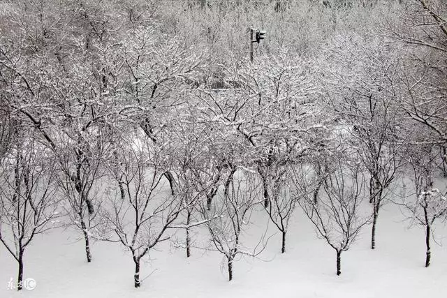 風雪夜迷失深山,高齡失智母親卻奇蹟生還,只因給老墳頭掃了雪
