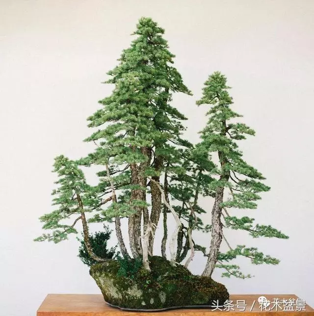 Michael Hagedorn和他美國特色的盆景