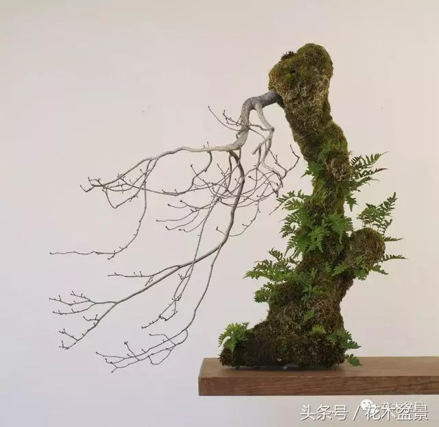 Michael Hagedorn和他美國特色的盆景