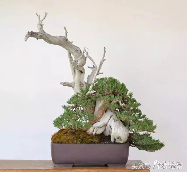 Michael Hagedorn和他美國特色的盆景