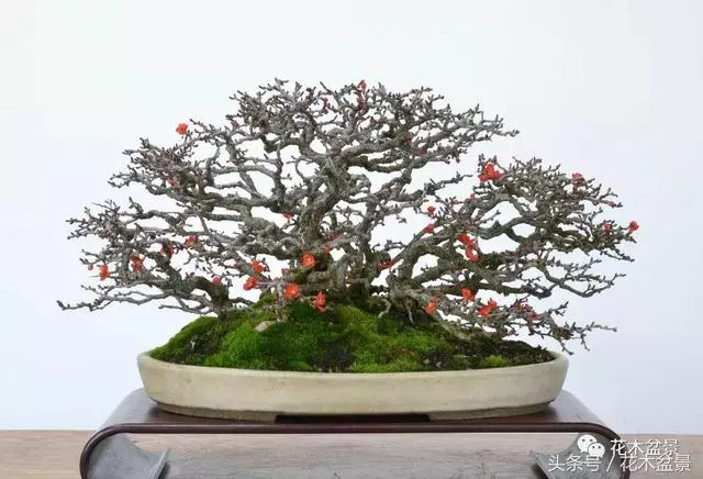 Michael Hagedorn和他美國特色的盆景