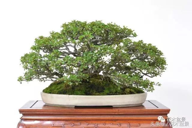 Michael Hagedorn和他美國特色的盆景