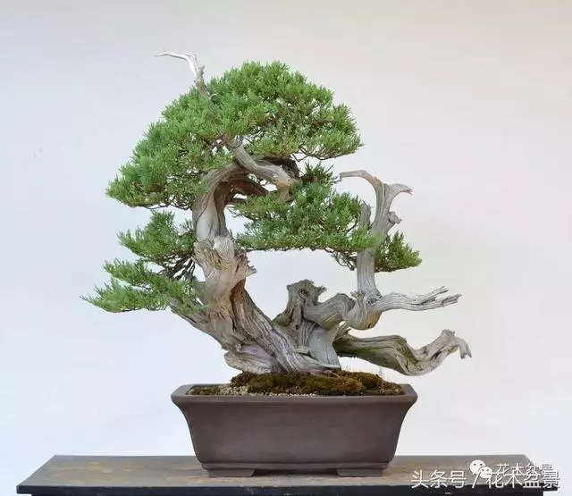 Michael Hagedorn和他美國特色的盆景
