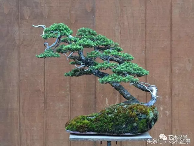 Michael Hagedorn和他美國特色的盆景
