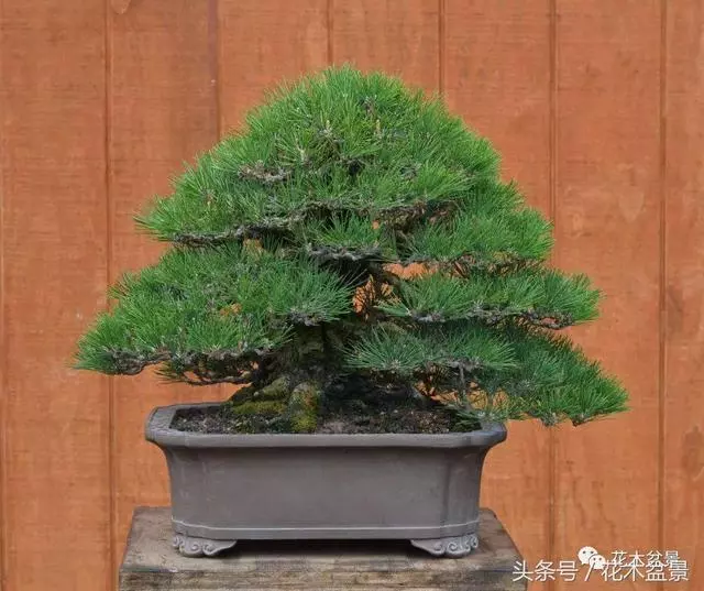 Michael Hagedorn和他美國特色的盆景