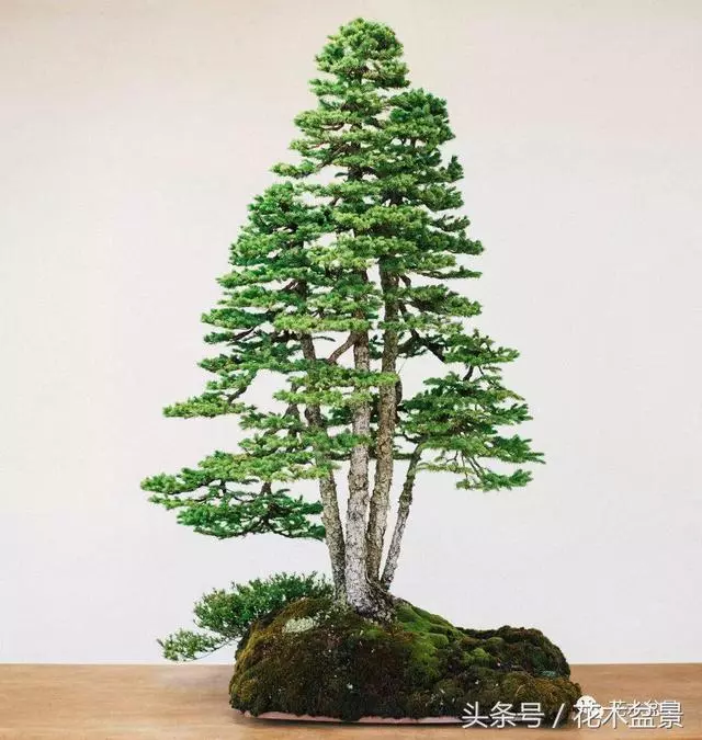 Michael Hagedorn和他美國特色的盆景