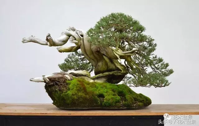 Michael Hagedorn和他美國特色的盆景