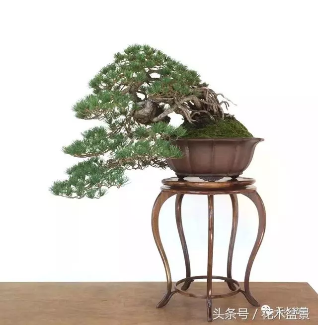 Michael Hagedorn和他美國特色的盆景