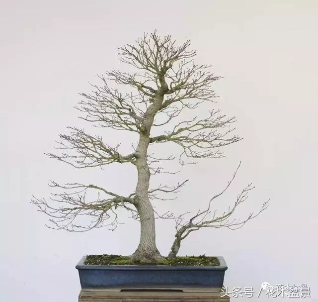 Michael Hagedorn和他美國特色的盆景