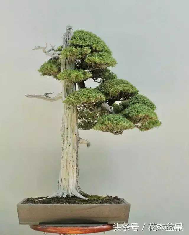Michael Hagedorn和他美國特色的盆景