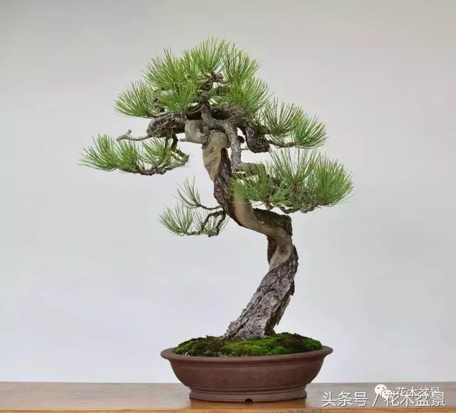 Michael Hagedorn和他美國特色的盆景