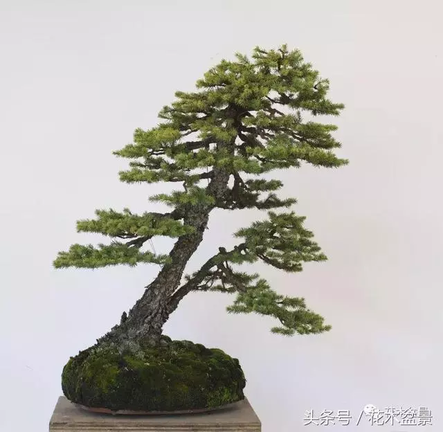 Michael Hagedorn和他美國特色的盆景