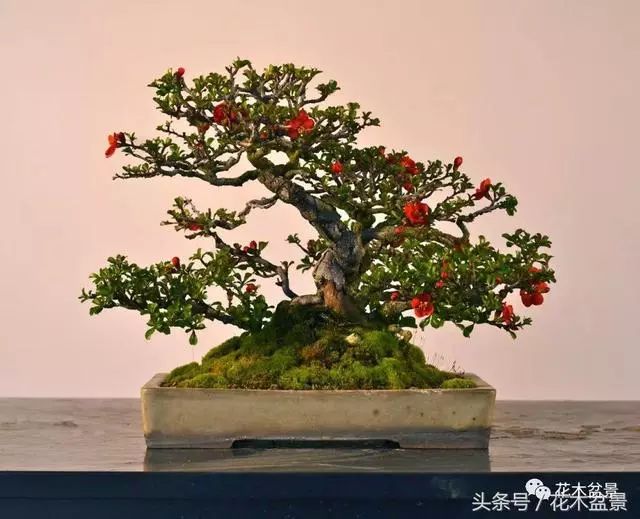Michael Hagedorn和他美國特色的盆景