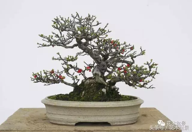 Michael Hagedorn和他美國特色的盆景