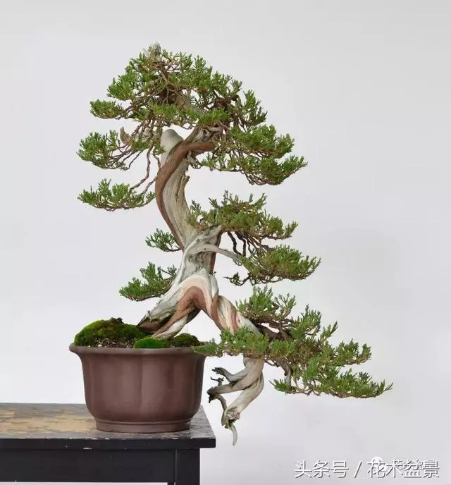 Michael Hagedorn和他美國特色的盆景
