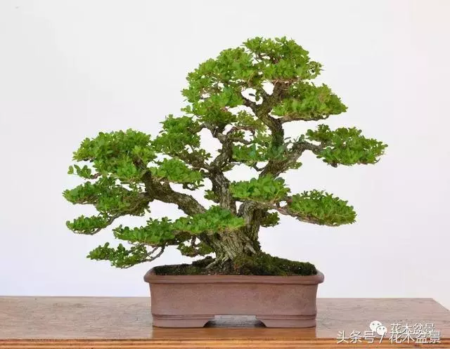 Michael Hagedorn和他美國特色的盆景