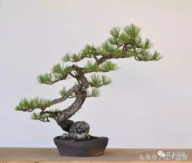 Michael Hagedorn和他美國特色的盆景