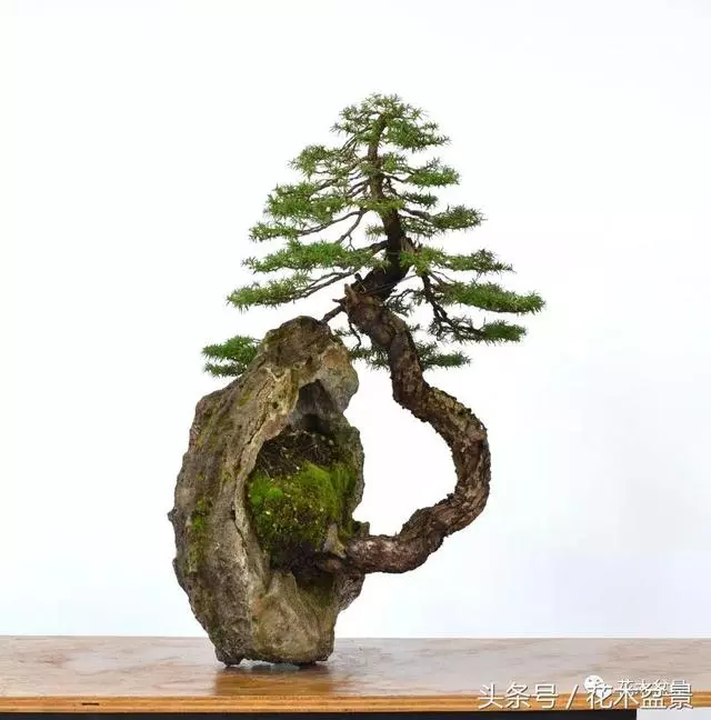 Michael Hagedorn和他美國特色的盆景