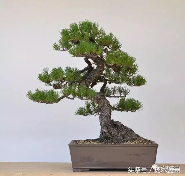 Michael Hagedorn和他美國特色的盆景