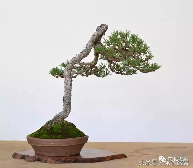 Michael Hagedorn和他美國特色的盆景