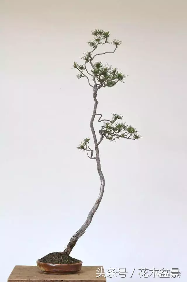 Michael Hagedorn和他美國特色的盆景