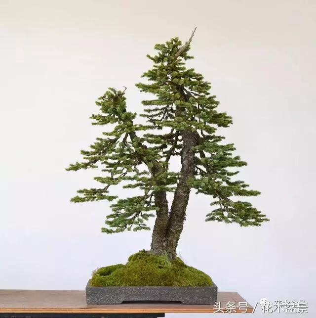 Michael Hagedorn和他美國特色的盆景