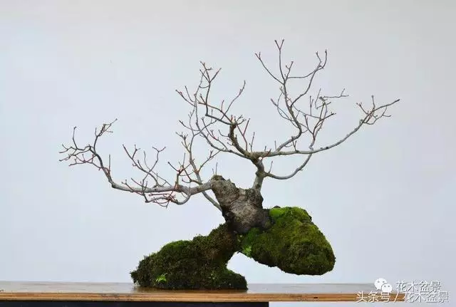 Michael Hagedorn和他美國特色的盆景