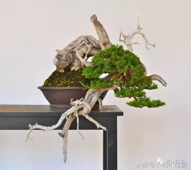 Michael Hagedorn和他美國特色的盆景