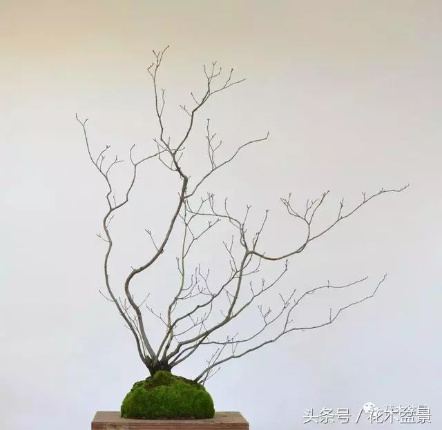 Michael Hagedorn和他美國特色的盆景