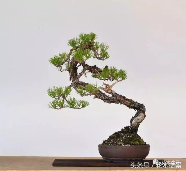 Michael Hagedorn和他美國特色的盆景