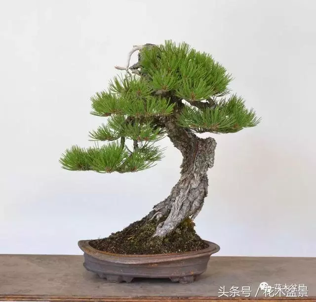 Michael Hagedorn和他美國特色的盆景