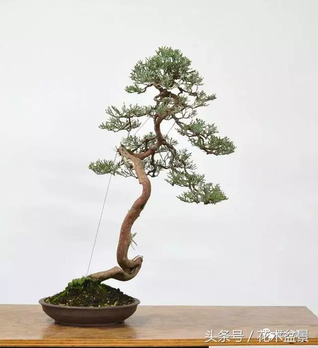 Michael Hagedorn和他美國特色的盆景