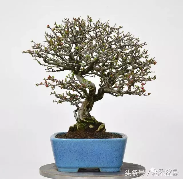 Michael Hagedorn和他美國特色的盆景
