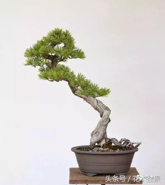 Michael Hagedorn和他美國特色的盆景