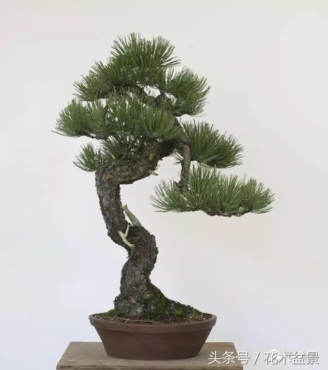 Michael Hagedorn和他美國特色的盆景