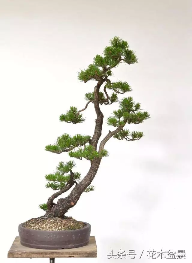 Michael Hagedorn和他美國特色的盆景