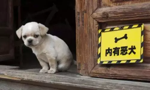 狗狗為什麼要咬人 鏟屎官要避免的事項