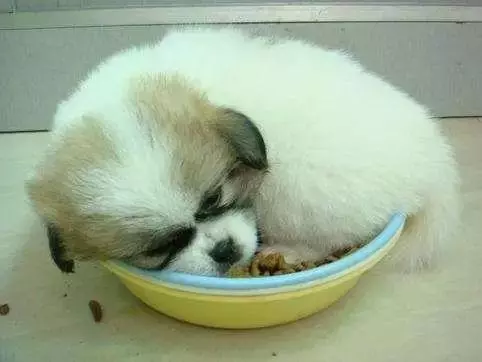 狗狗為什麼要咬人 鏟屎官要避免的事項