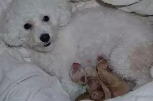 狗狗為什麼要咬人 鏟屎官要避免的事項