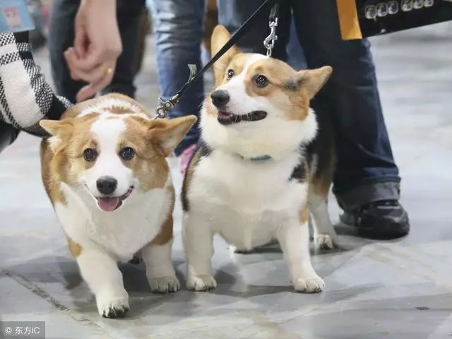 想養電臀柯基犬?看完這6點,你再說吧