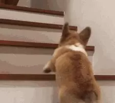 想養電臀柯基犬?看完這6點,你再說吧