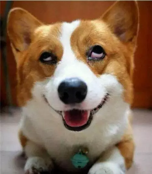 想養電臀柯基犬?看完這6點,你再說吧