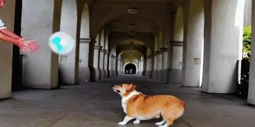 想養電臀柯基犬?看完這6點,你再說吧