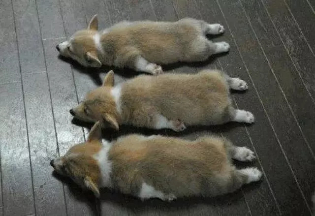 想養電臀柯基犬?看完這6點,你再說吧