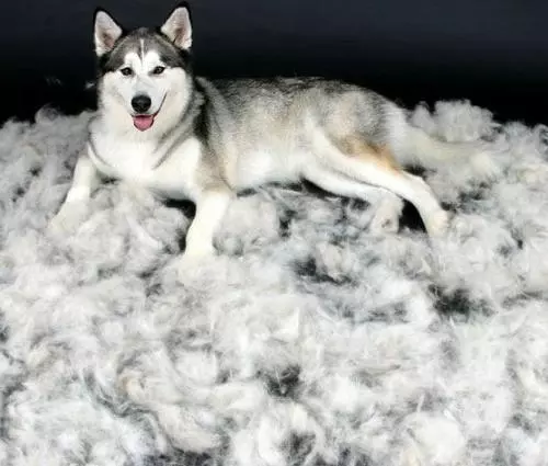 狗狗掉毛被重新排名,前6名大換血,你家排第幾?