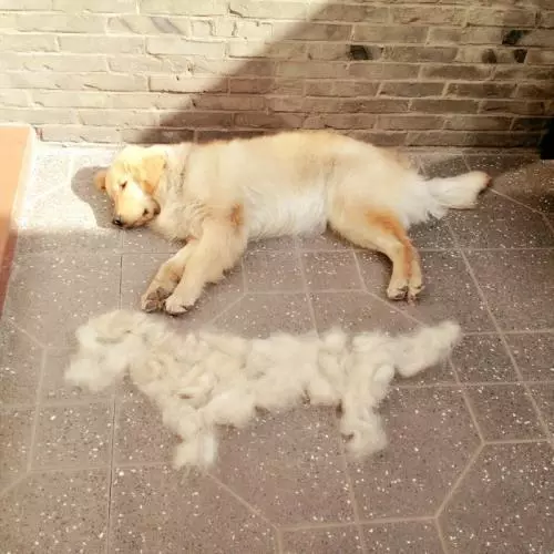 狗狗掉毛被重新排名,前6名大換血,你家排第幾?