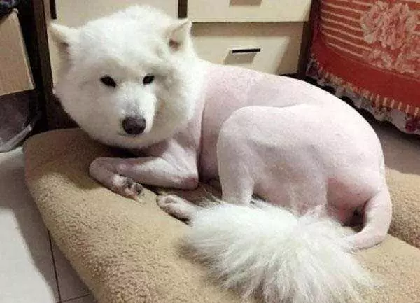這6種「行為」不能做,不然你家狗狗恨死你